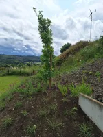 Plantation chantier Drolenval (2)